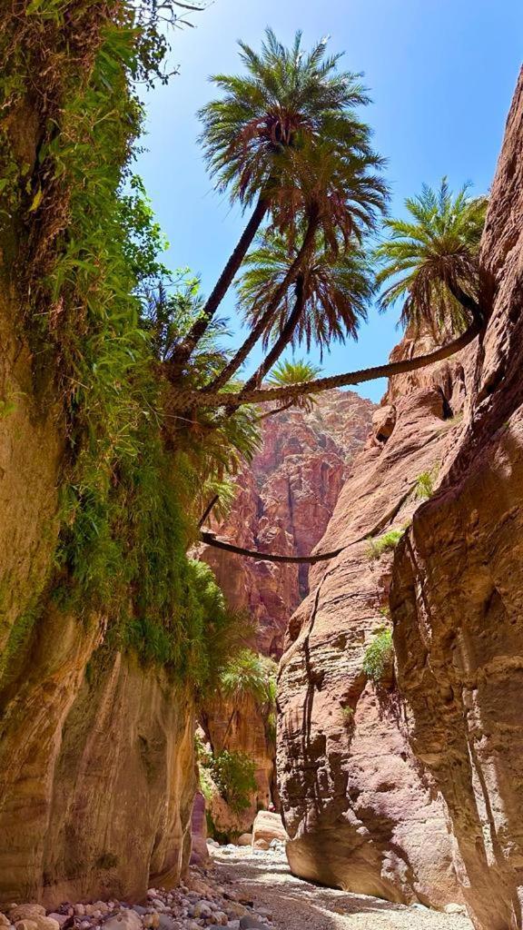 Al-Nawatef Eco Camp- Dana Nature Reserve Exterior photo